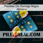 African Black Ant Pills cialis5